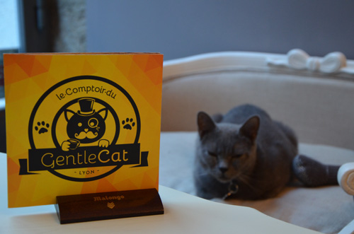 Le Comptoir du GentleCat